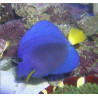 Zebrasoma Xanthurum : 5 à 7 cm